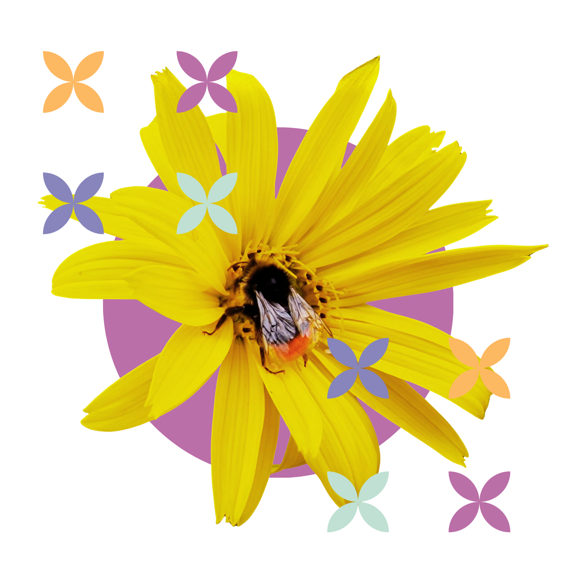 Collage einer Hummel auf einer gelben Blüte mit farbigen Flora-Publica-Signets
