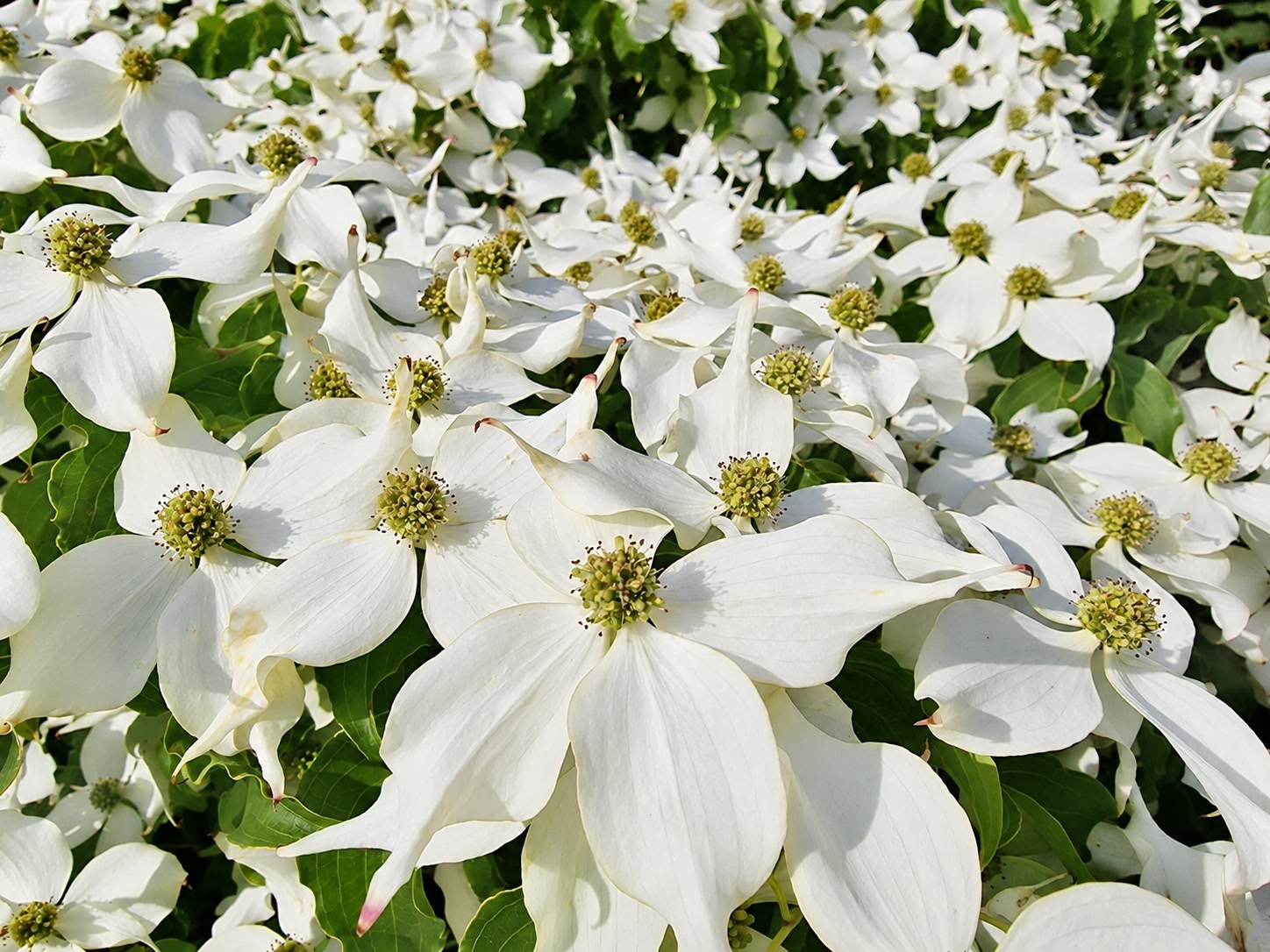 Flächig weiß blühender Blumen-Hartriegel in Bad Bramstedt