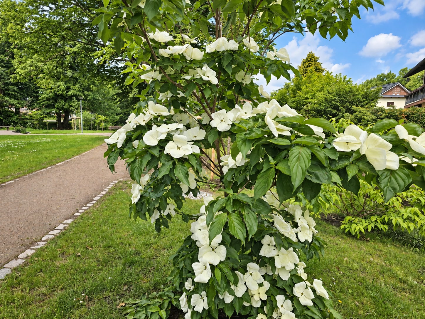 Weiß blühender Blumen-Hartriegel an einem Weg in einer öffentlichen Grünanlage