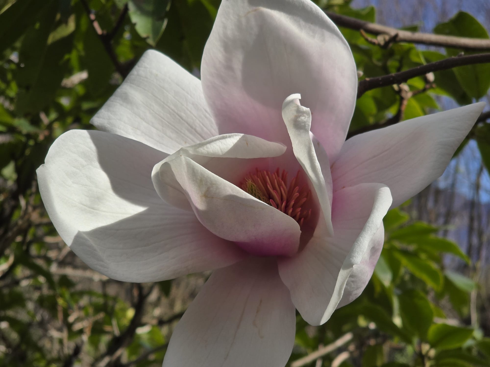 Große weiß-rosa Magnolienblüte zwischen grünen Blättern