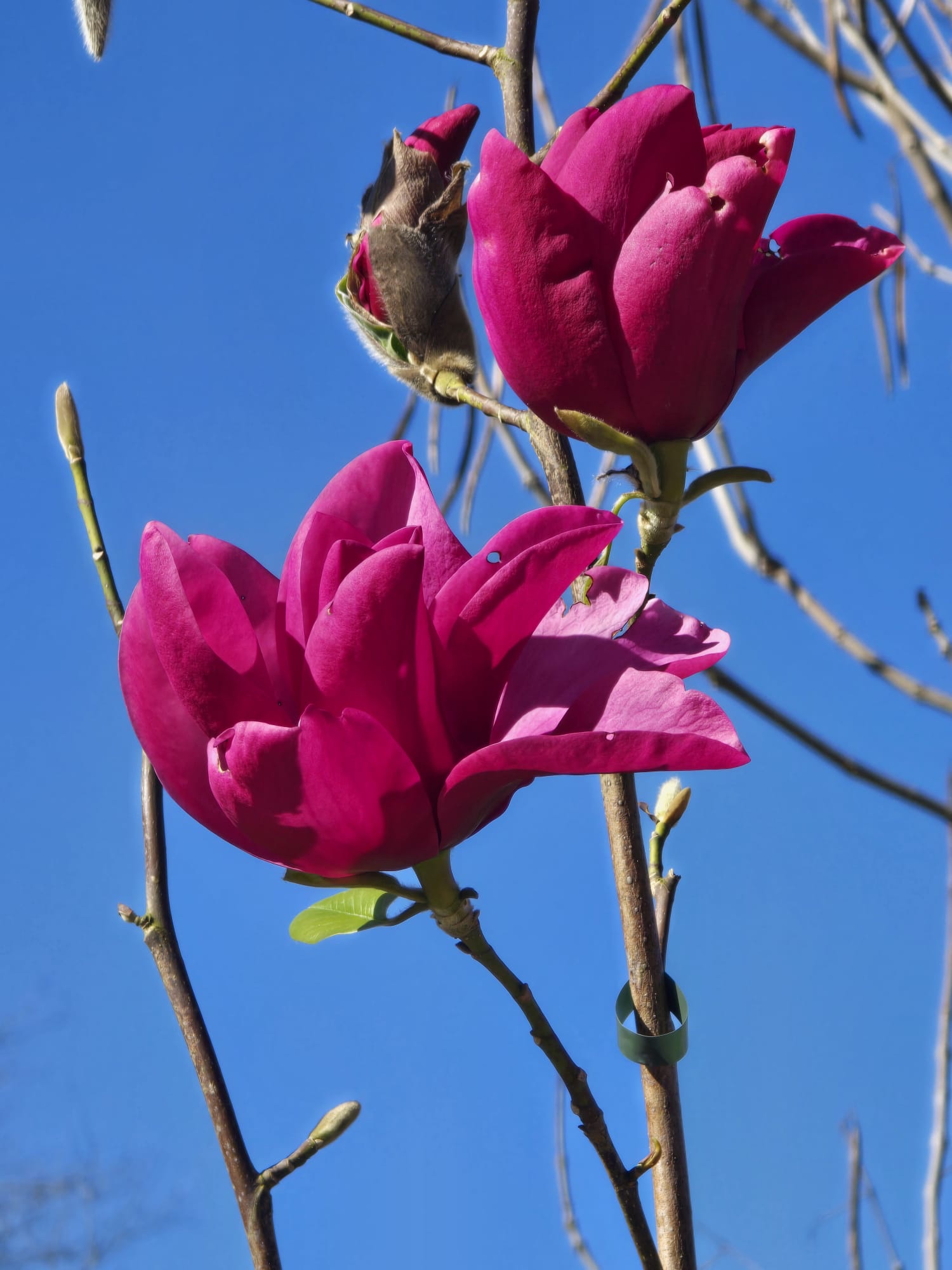 Kräftig pinke Magnolienblüten und Knospen vor blauem Himmel