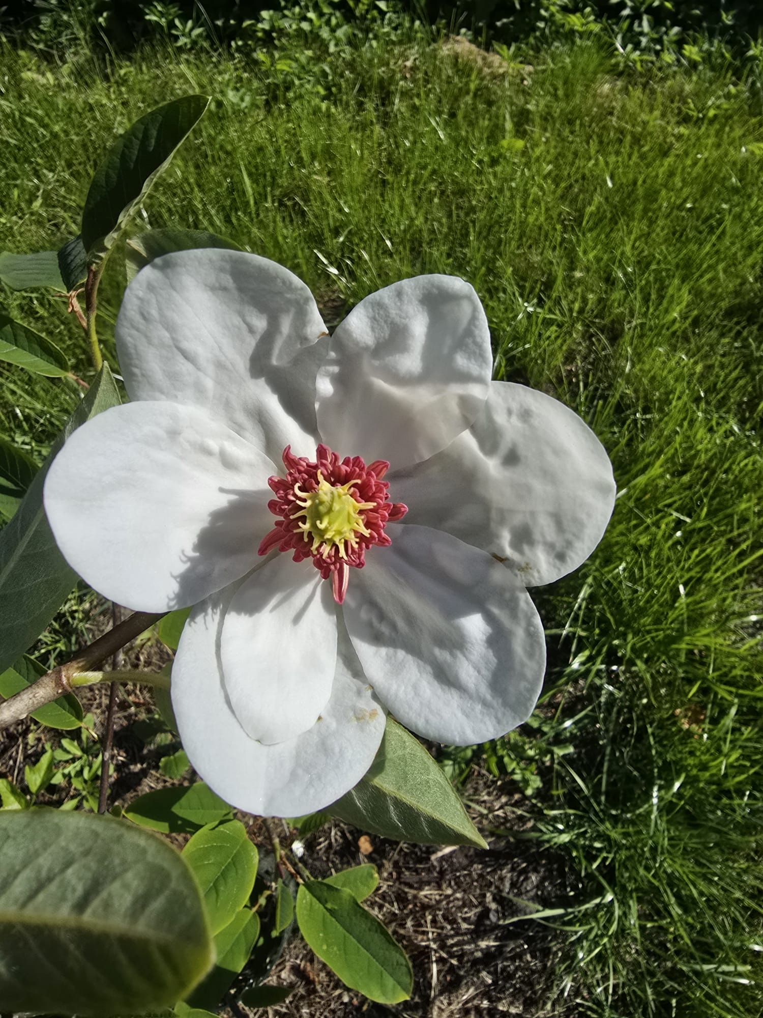 Geöffnete weiße Magnolienblüte mit rosafarbenem Zentrum im Sonnenlicht